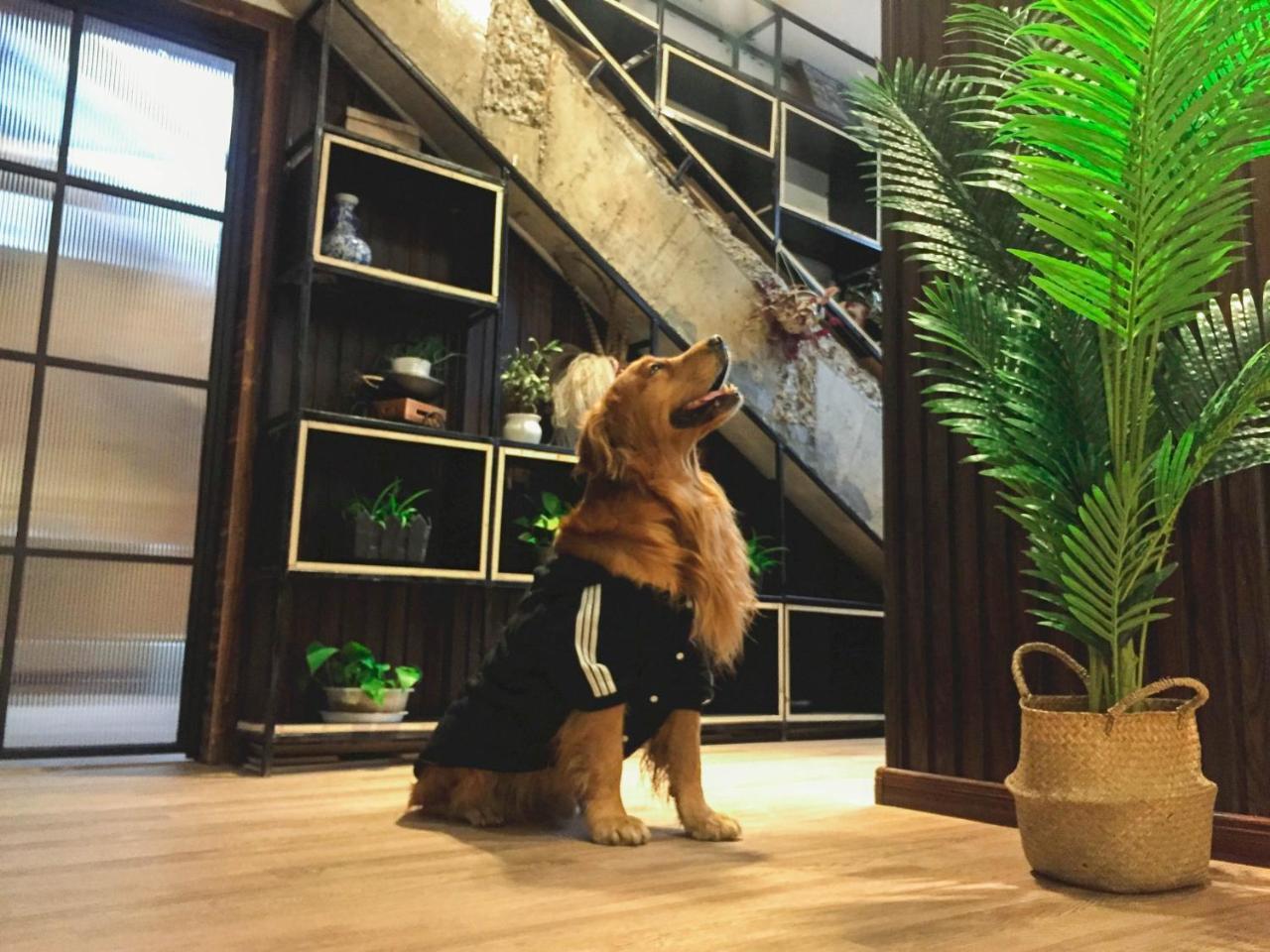 Jano'S Backpackers Xi'An Hostel Σιάν Εξωτερικό φωτογραφία